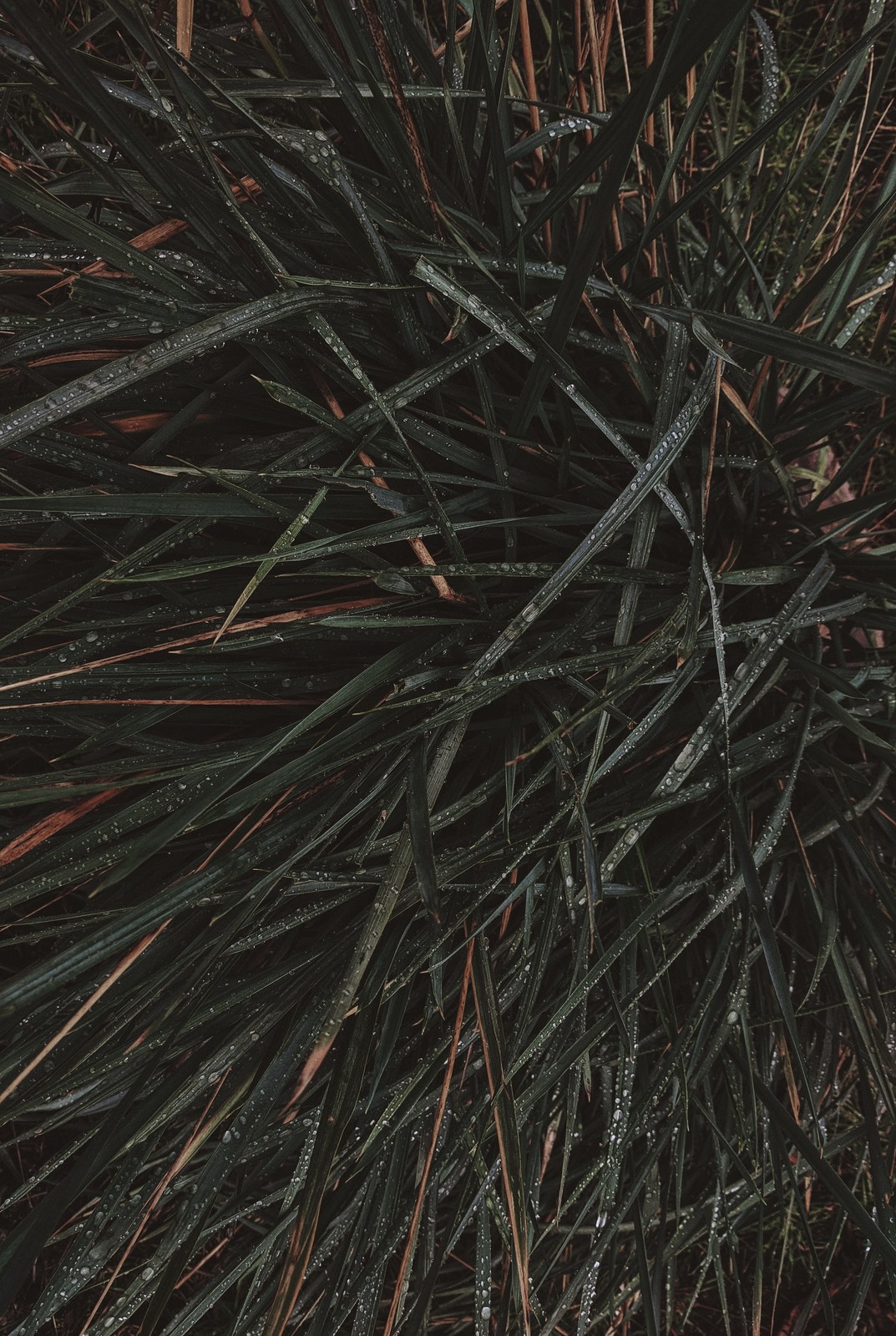 relva aproxima&ccedil;&atilde;o