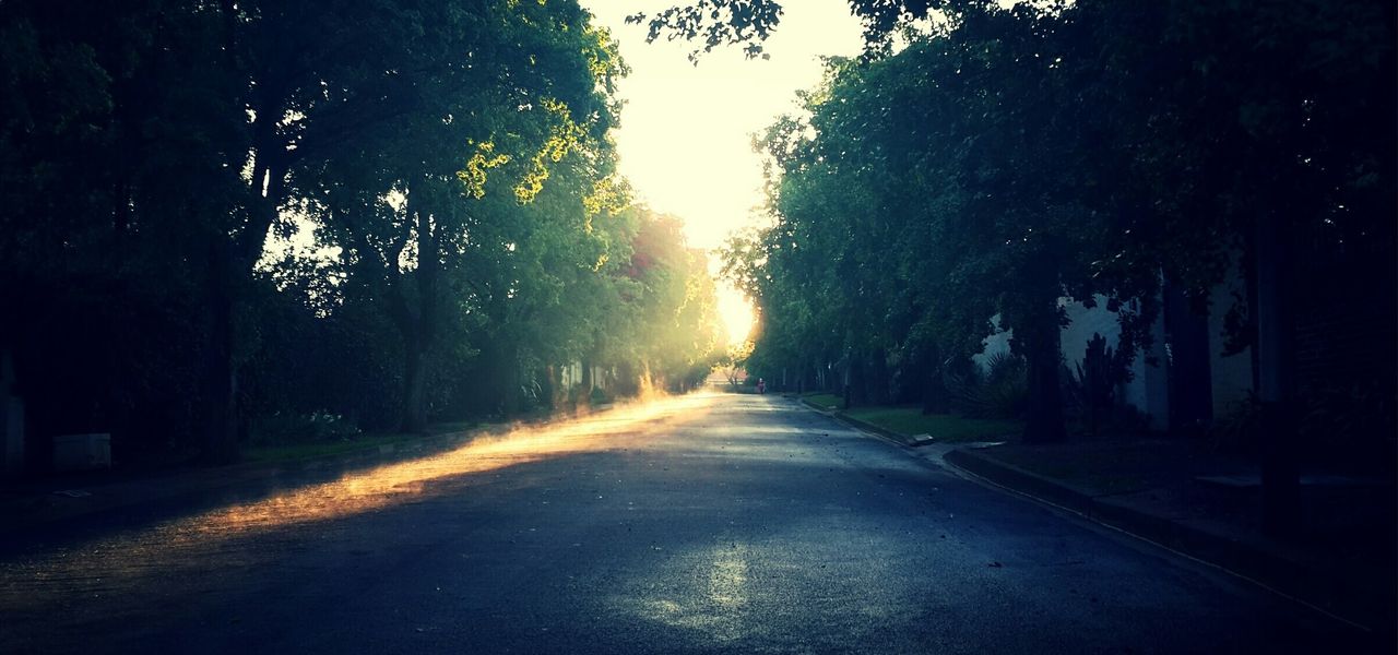 estrada com &aacute;rvores